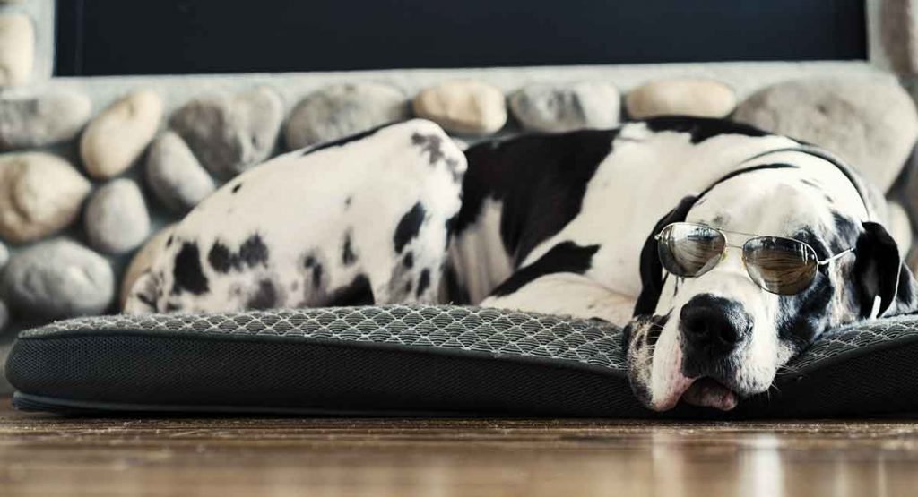 harlequin great dane