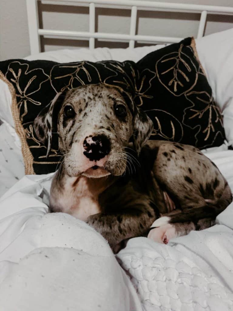 harlequin great dane