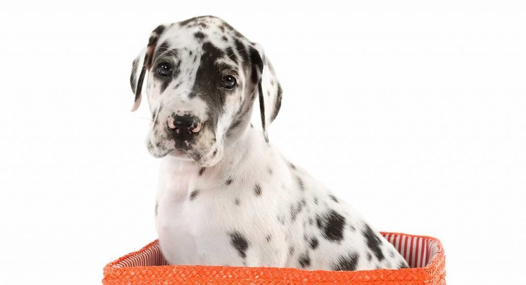 harlequin great dane