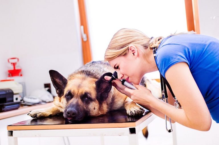how often should i take my dog to the vet