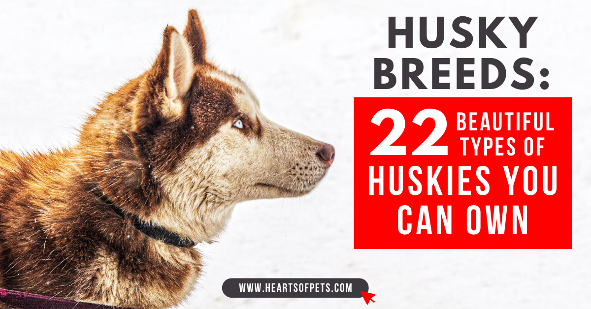 22 Magnificent Husky Breeds With Facts And Pictures 2022