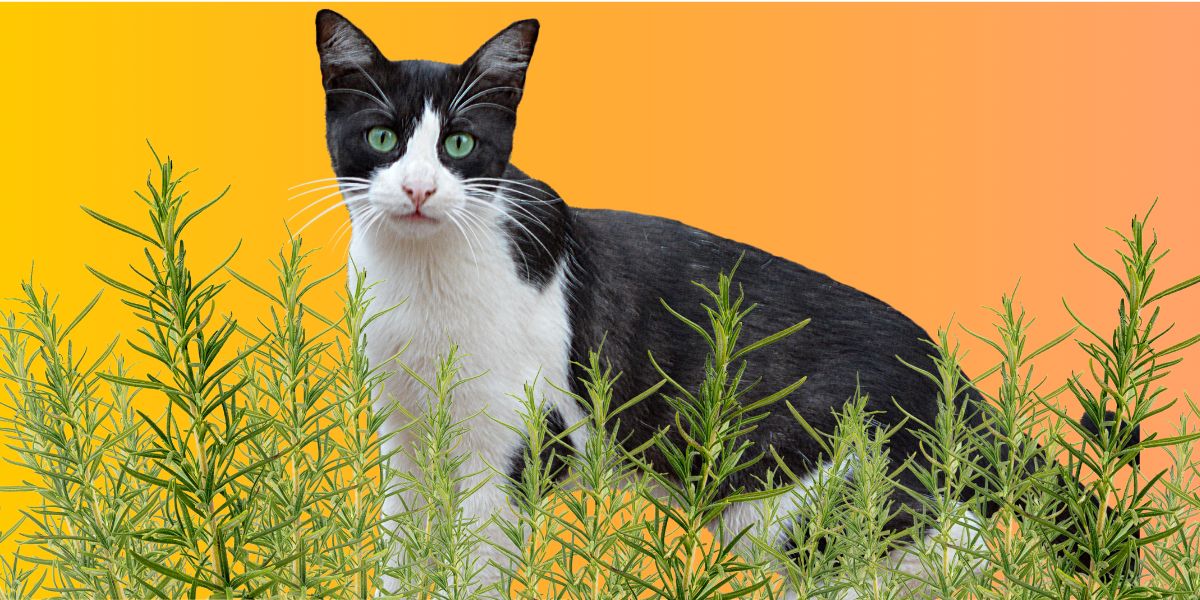 is rosemary safe for cats