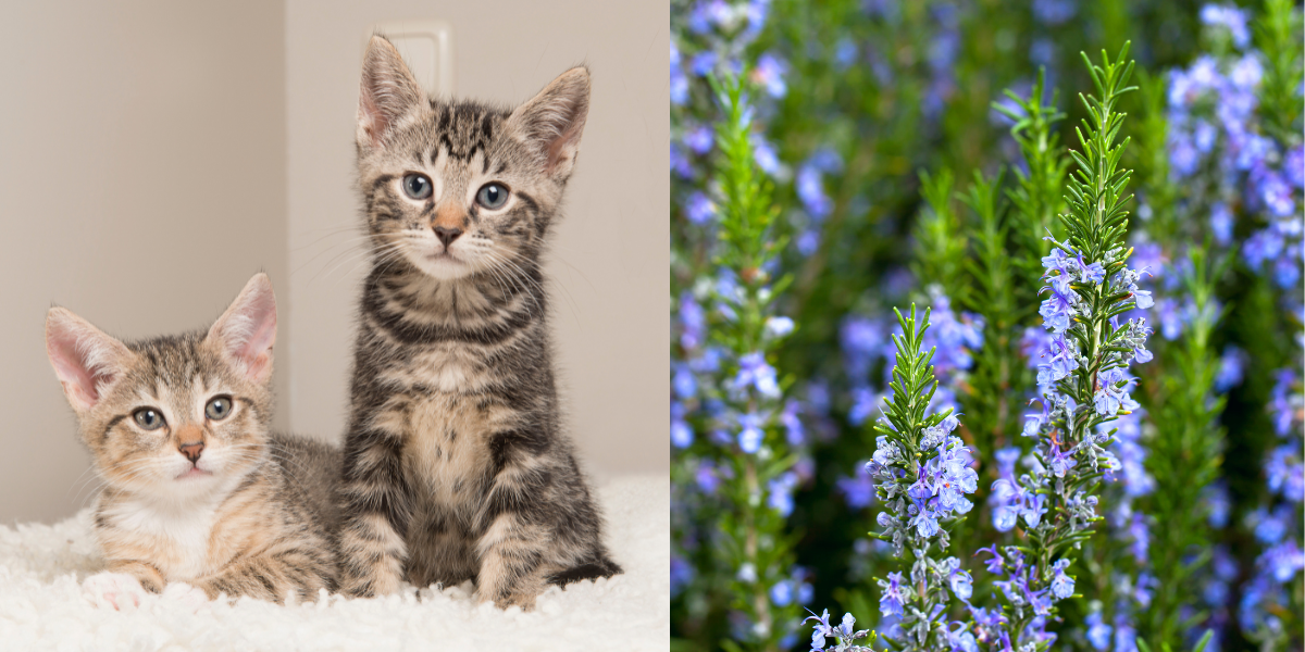 is rosemary safe for cats