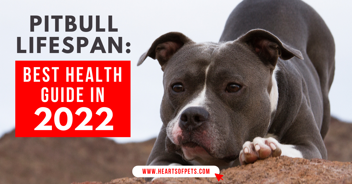 Pitbull Lifespan: Best Health Guide For 2022