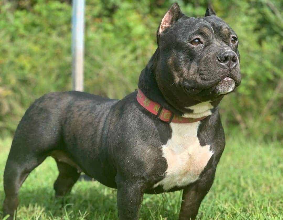 razor edge pitbull