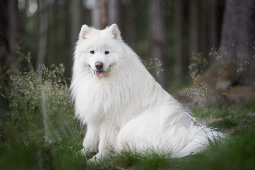 small white dog