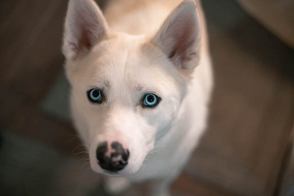 small white dog