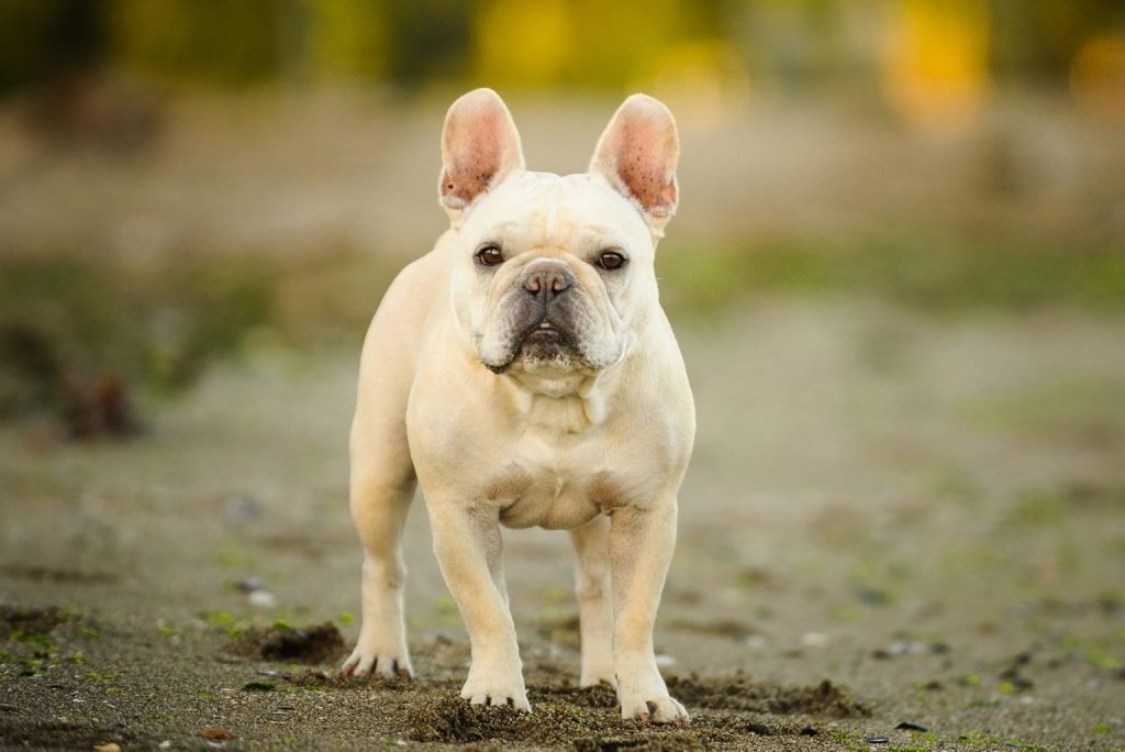 small white dog