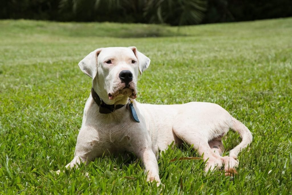 small white dog