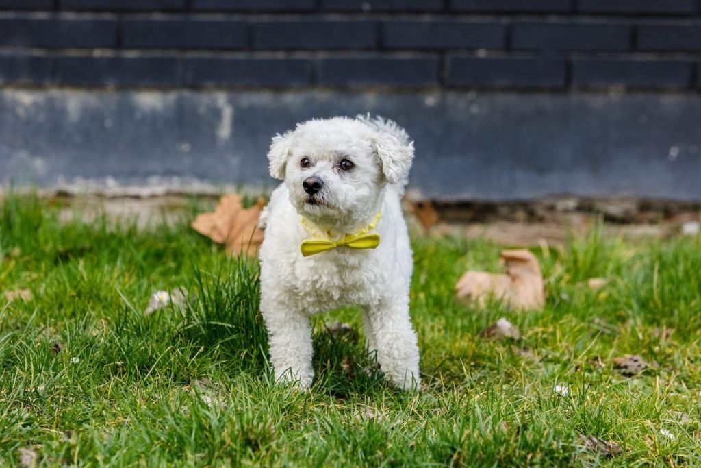 small white dog