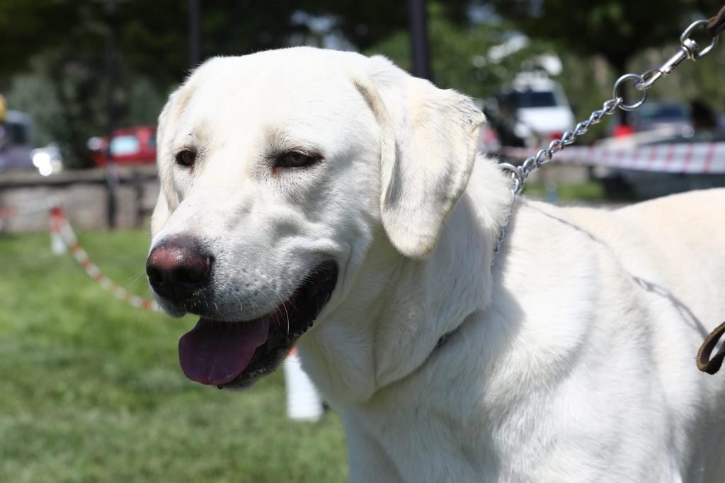 small white dog