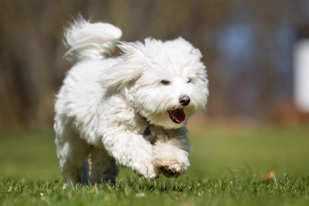 small white dog 