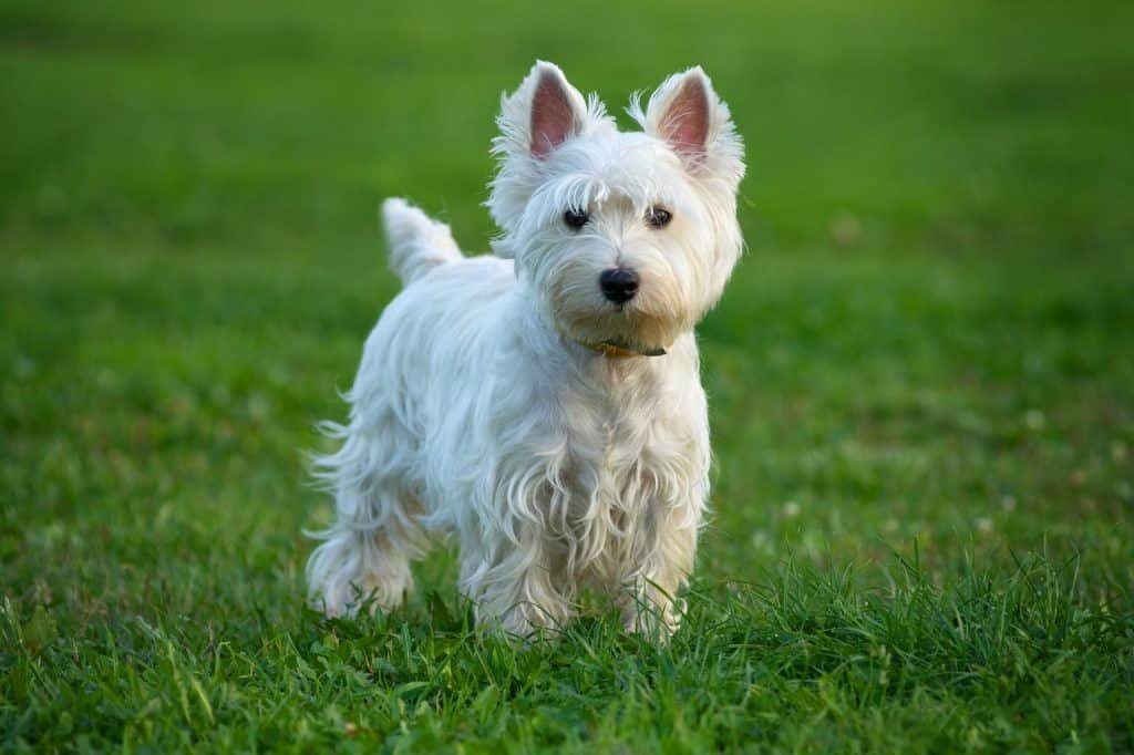 small white dog