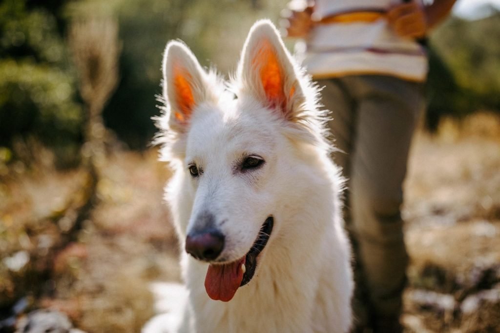 small white dog