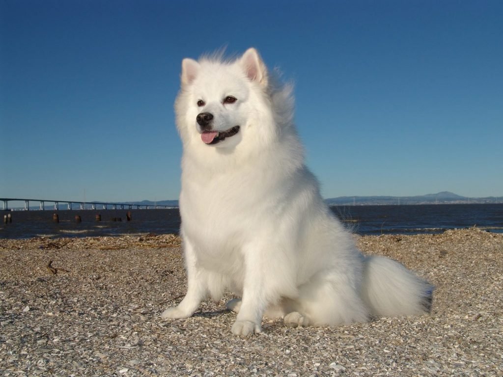 small white dog