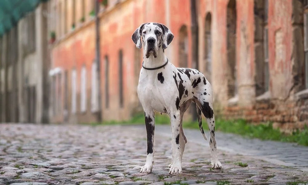 spotted great dane