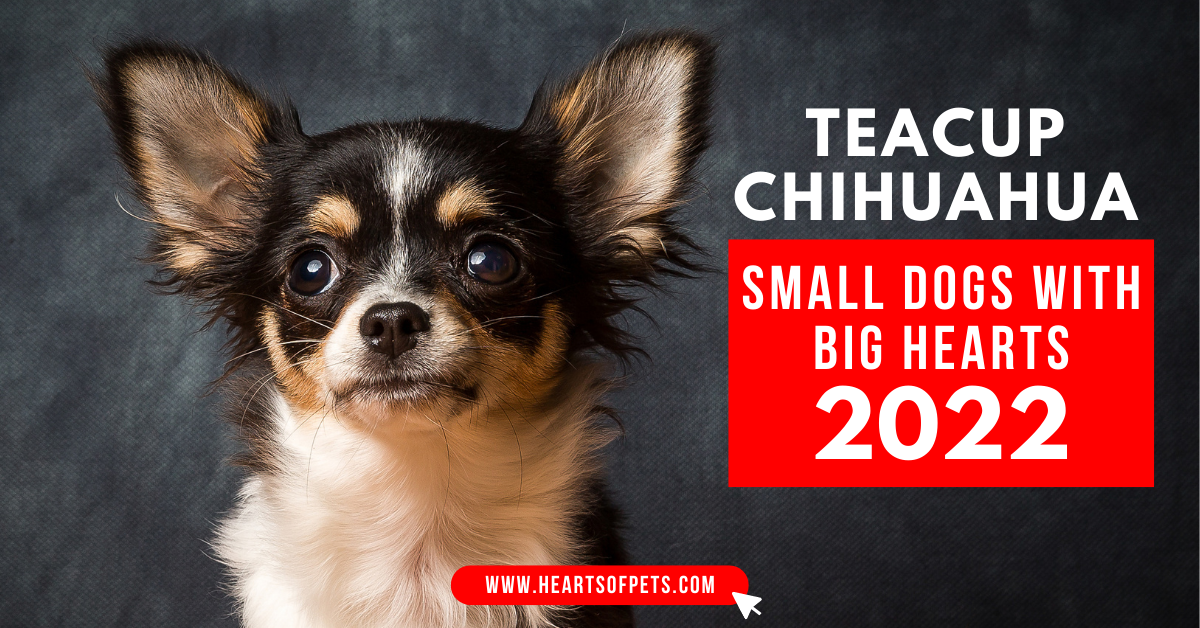 Teacup Chihuahua – Small Dogs With Big Hearts 2022
