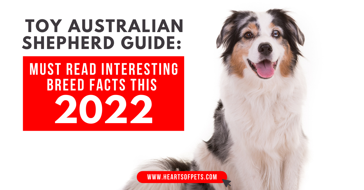 2022 Toy Australian Shepherd Guide: Important Breed Facts