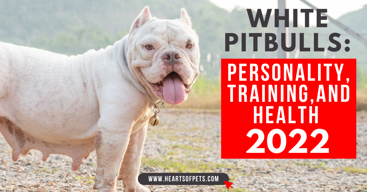 White Pitbulls: Personality, Training, And Pictures 2022