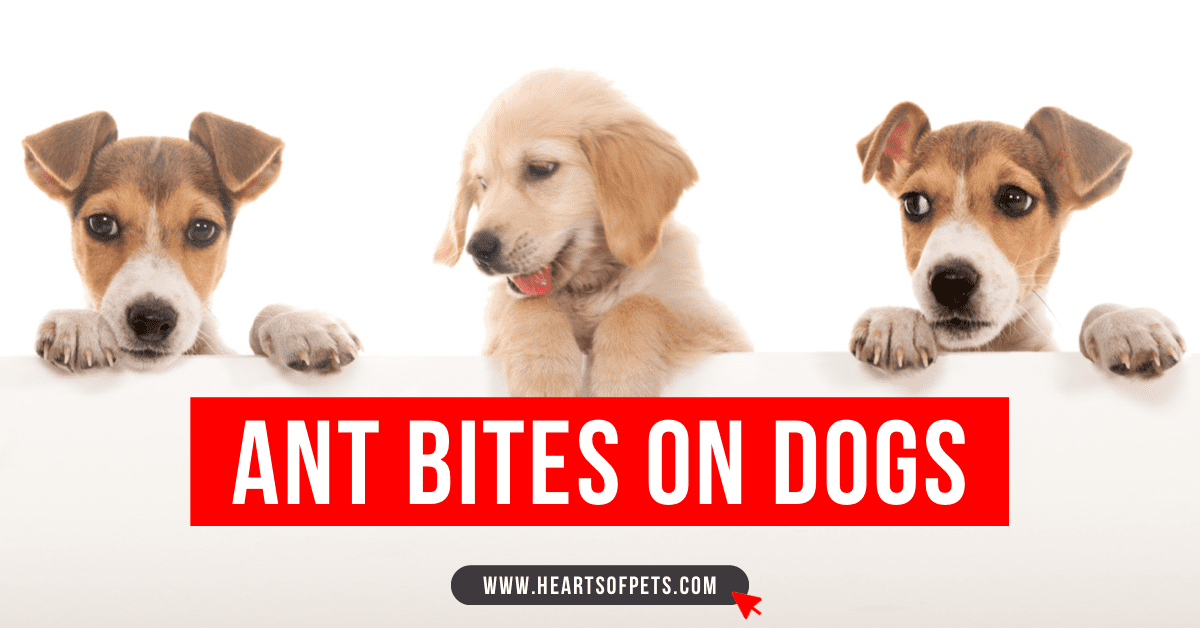 Ant Bites On Dogs: Watch Out For These Signs 2024