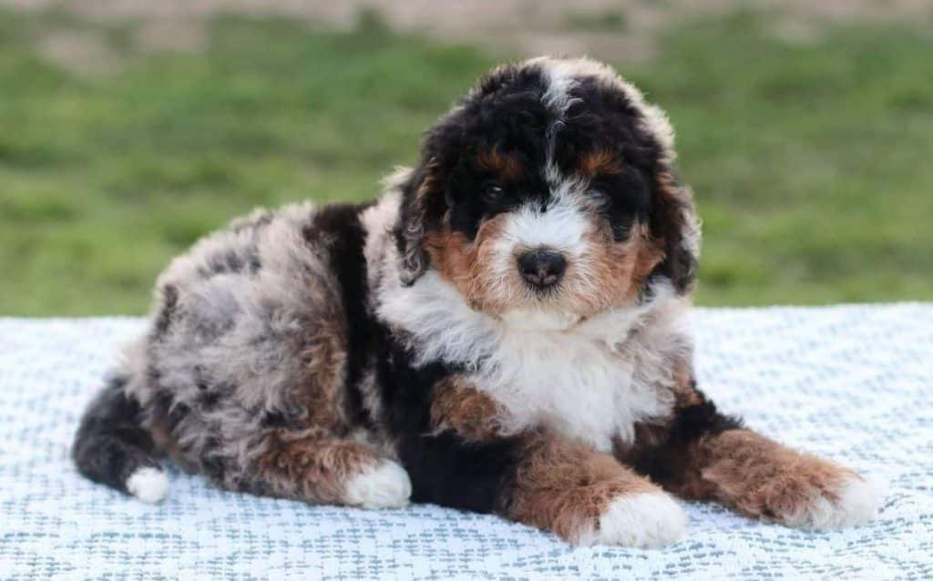 Bernedoodle