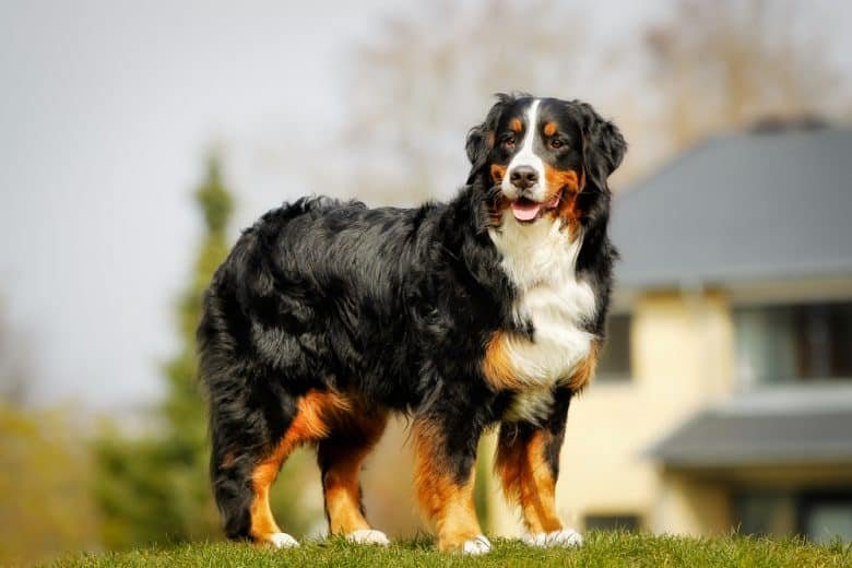 Bernedoodle Bernedoodle Dog Breed Latest Information & Photos 2024