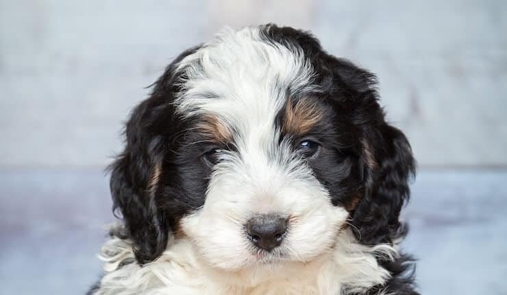 Bernedoodle