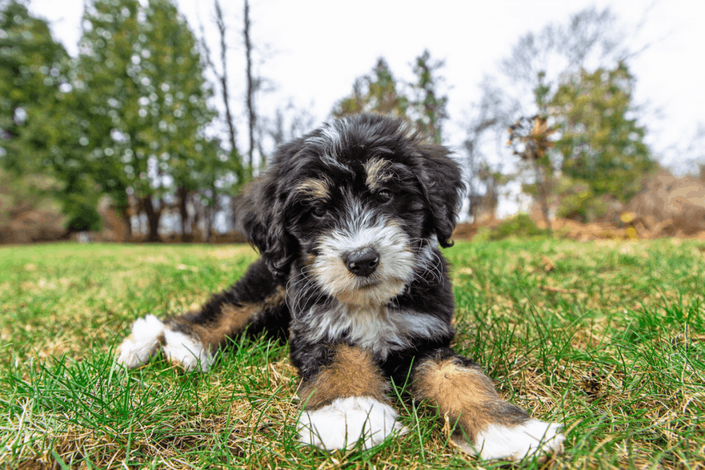 Bernedoodle