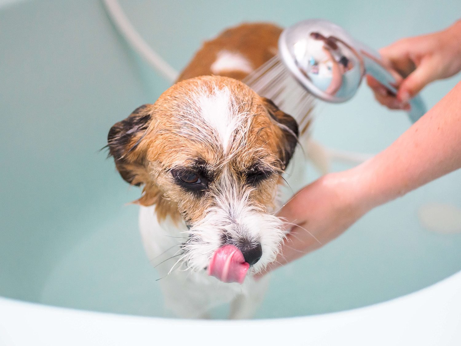 Black Fly Bites on Dogs