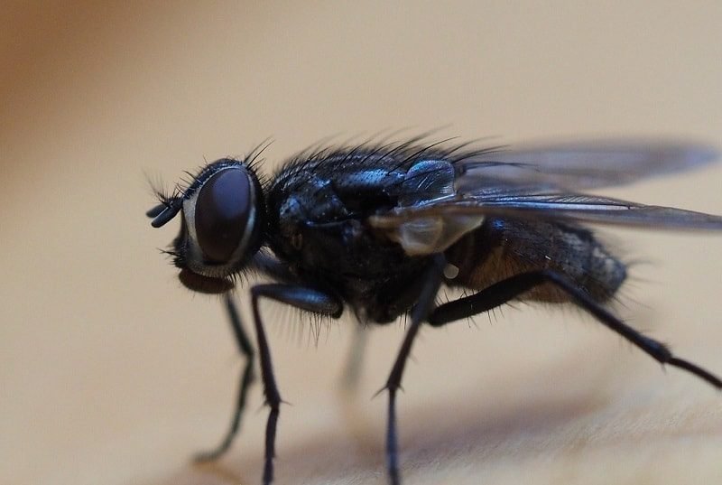 Black Fly Bites on Dogs