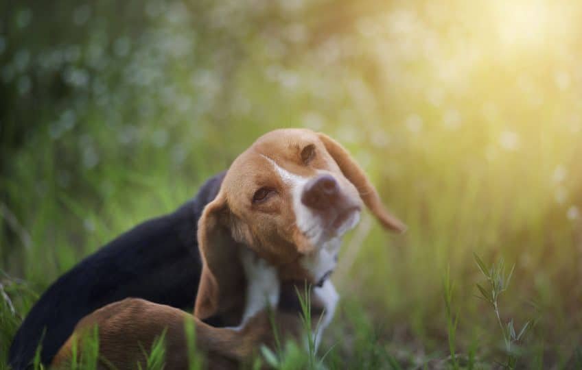 Black Fly Bites on Dogs