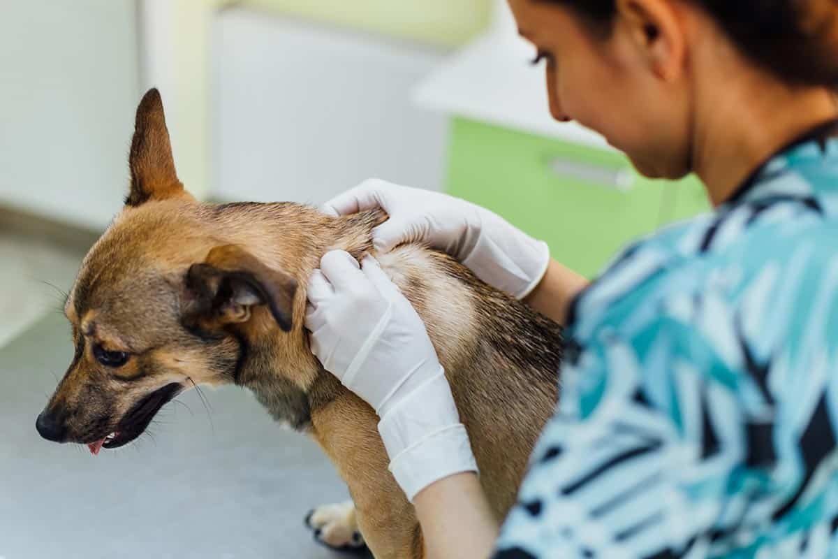 Black Fly Bites on Dogs