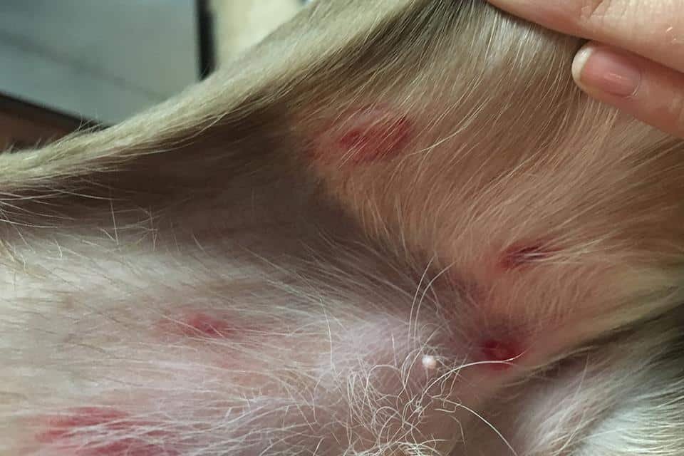 Black Fly Bites on Dogs