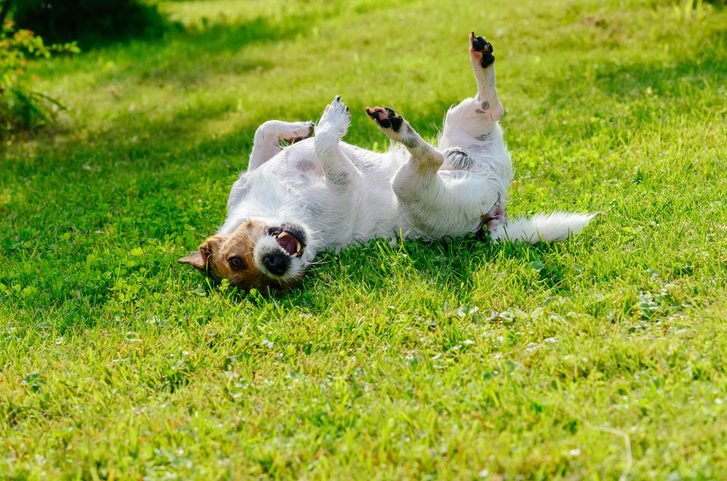 Black Fly Bites on Dogs