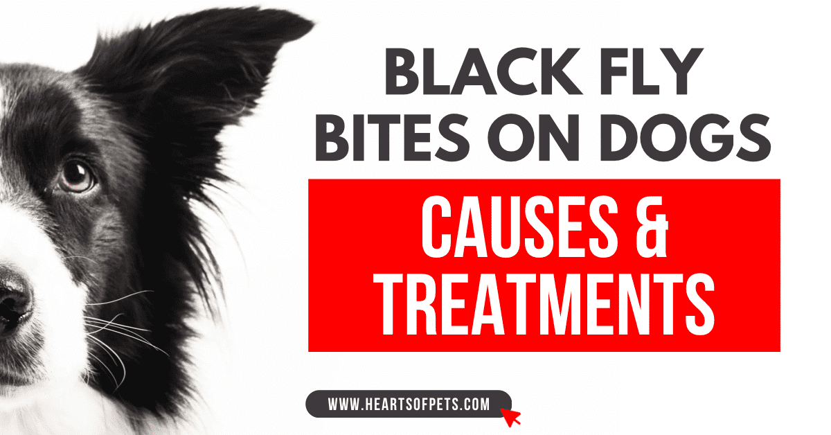 Black Fly Bites on Dogs: Causes & Treatments 2024