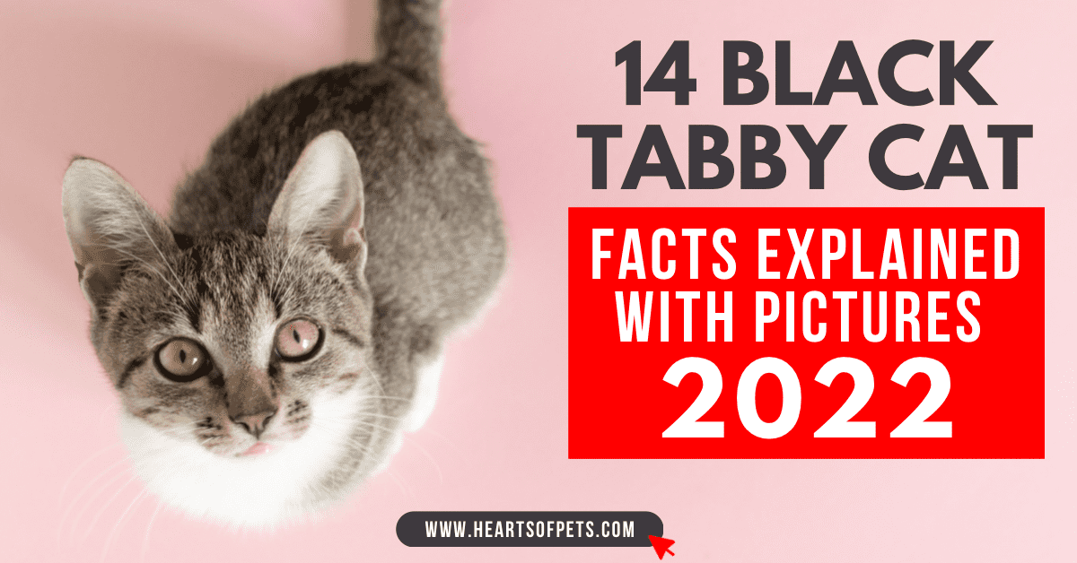 14 Black Tabby Cat Facts Explained With Pictures 2024