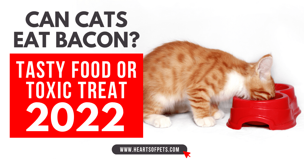 Can Cats Eat Bacon Safely? This Vet Says No [2023]