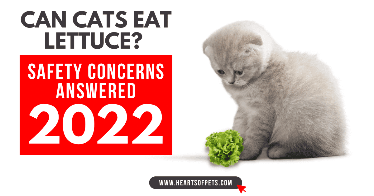 Can Cats Eat Lettuce? Safety Concerns Answered 2022