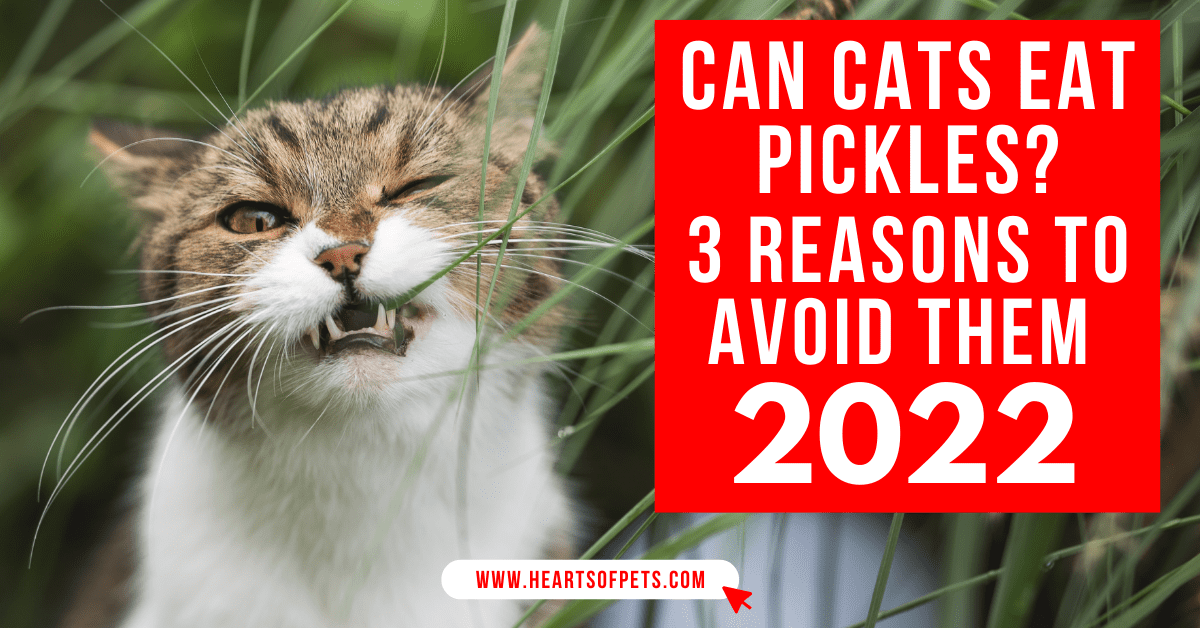 Can Cats Eat Pickles? 3 Reasons To Avoid Them 2023