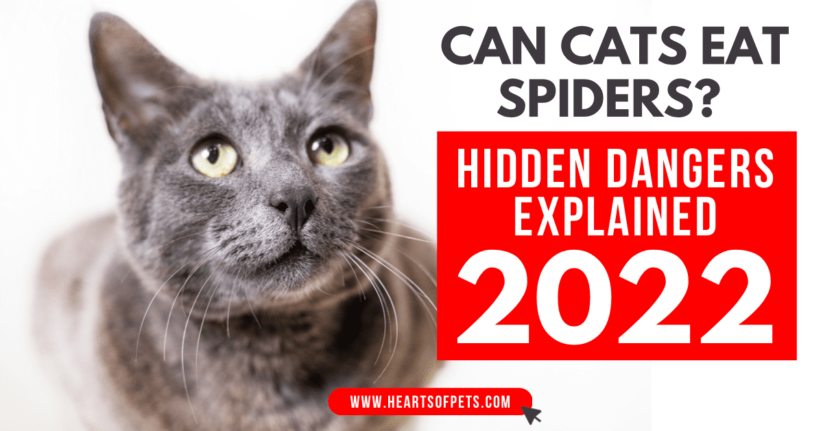 Can Cats Eat Spiders? Hidden Dangers Explained 2022