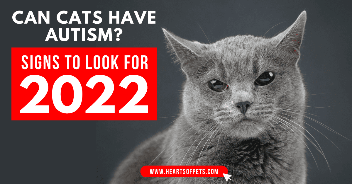 Can Cats Have Autism? Signs To Look For 2022