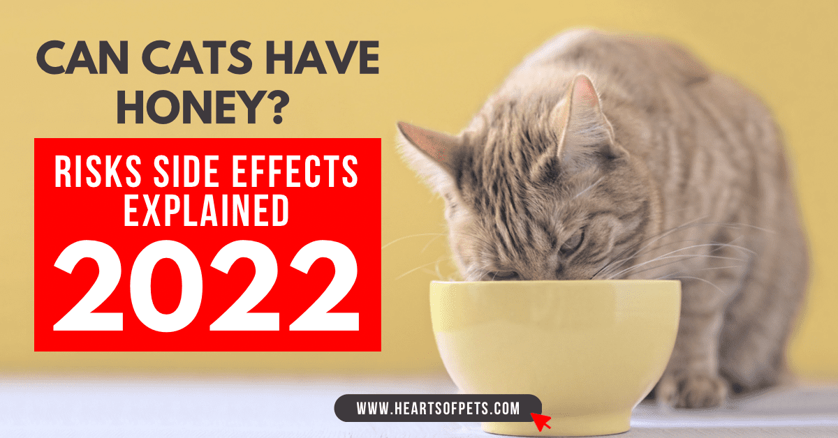 Can Cats Have Honey? Risks Side Effects Explained 2024
