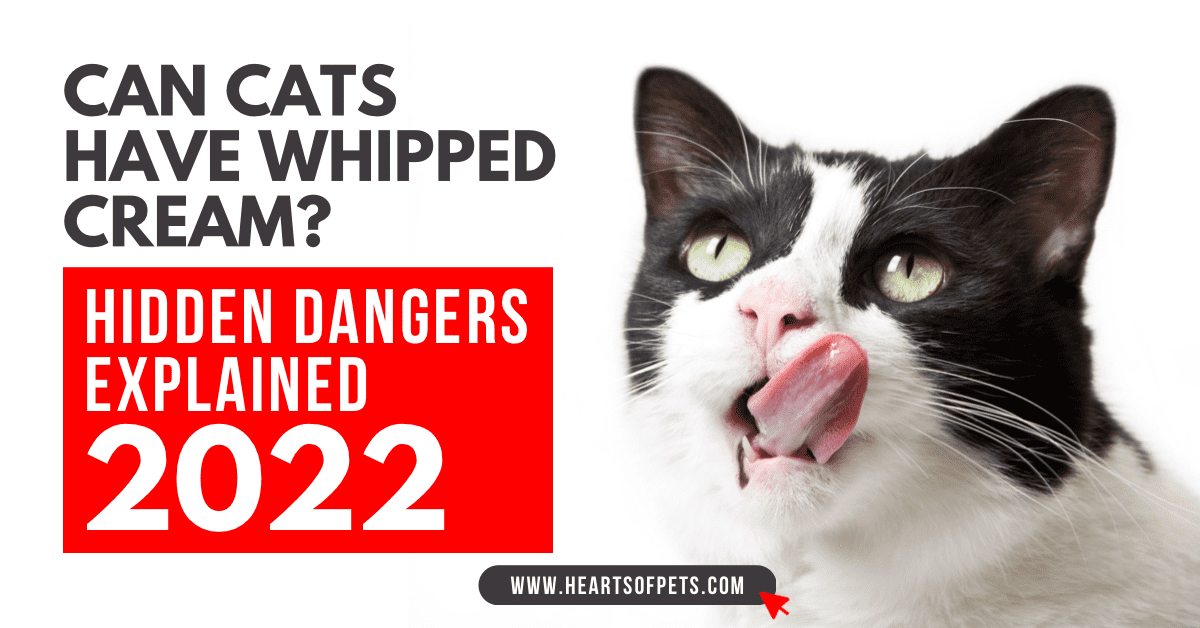 Can Cats Have Whipped Cream? Hidden Dangers 2024