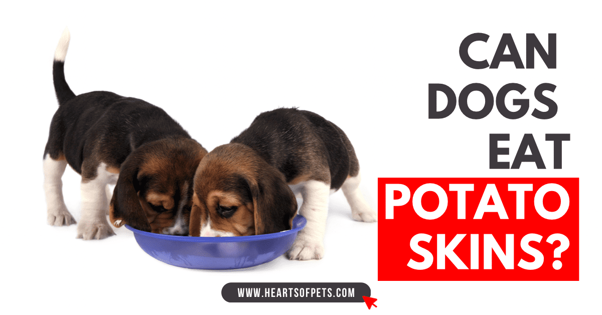 Can Dogs Eat Potato Skins? Yes, If You Do This 2024