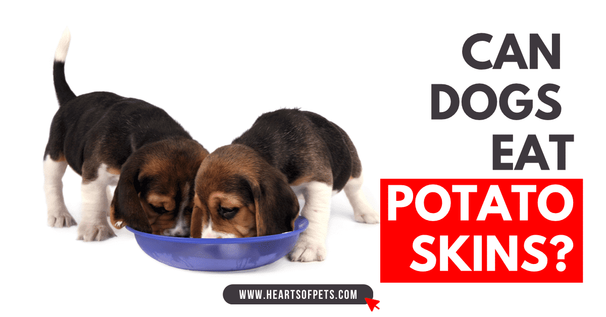 Can Dogs Eat Potato Skins? Yes, If You Do This 2024