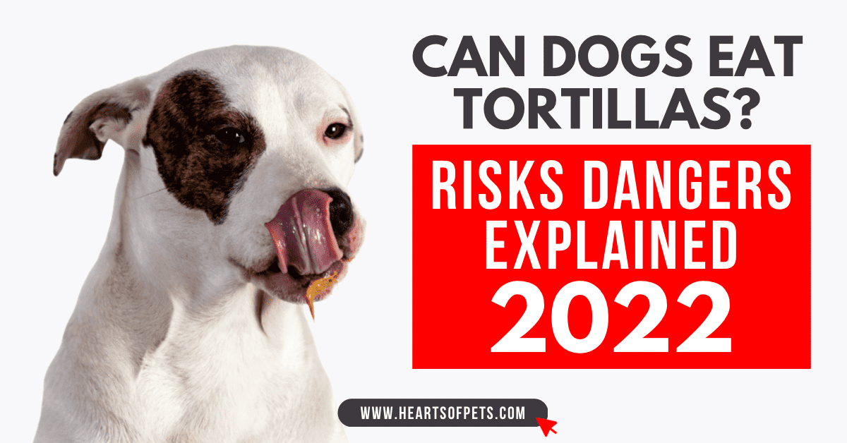 Can Dogs Eat Tortillas? Risks Dangers Explained 2022