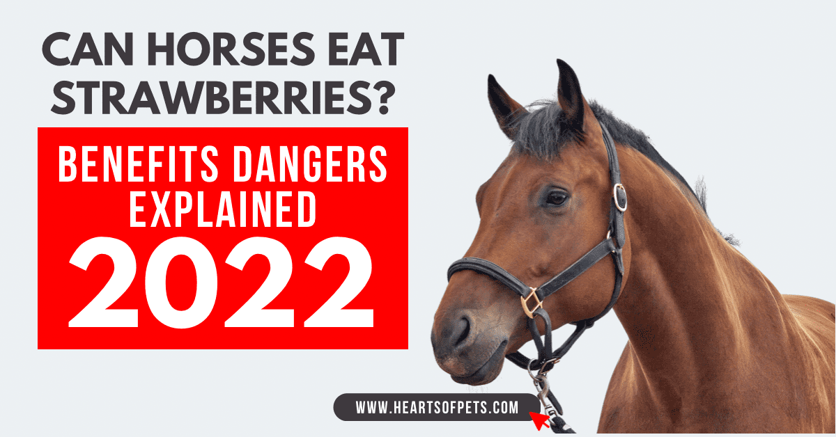 Can Horses Eat Strawberries? Benefits Dangers Explained 2022