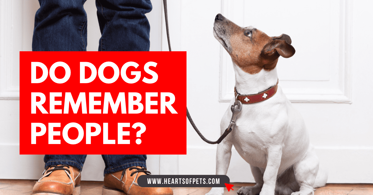 Do Dogs Remember People?