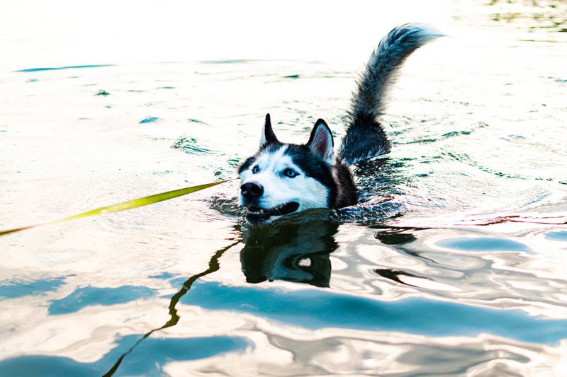 Do Huskies Like Water