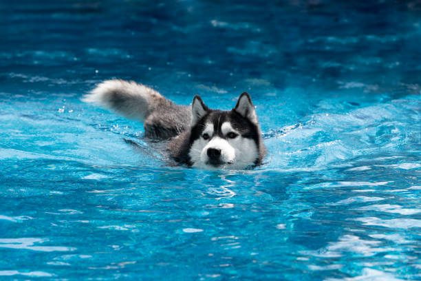 Do Huskies Like Water
